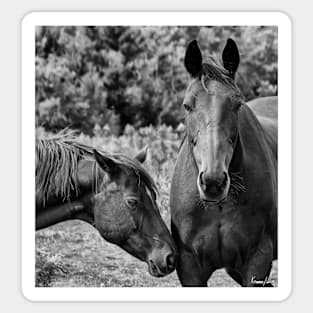 Horses on Pereau Rd Sticker